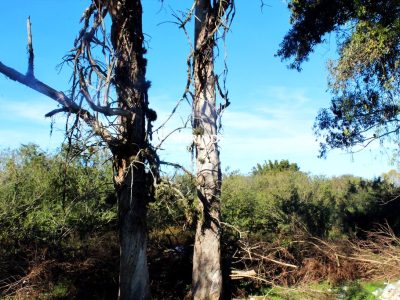 Terreno para alugar com 2.500m² no bairro Ponta Grossa em Porto Alegre - Foto 6